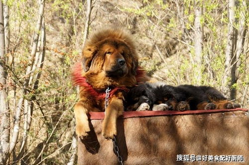 (凶猛霸气的狗名)无敌霸气的猛犬名字:统领风云的狼王 (凶猛霸气的狗名)无敌霸气的猛犬名字:统领风云的狼王
