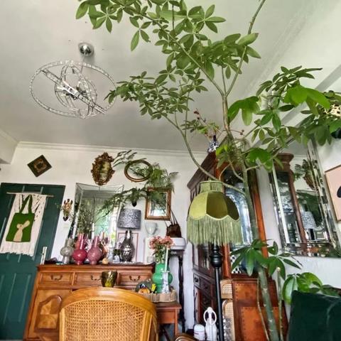 (卧室空气清新植物)提高卧室空气质量的绝佳选择:清洁空气效果最好的绿植