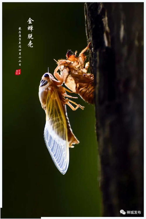 (金蝉:脱壳 逻辑联系)金蝉脱壳逻辑关系最贴切:神奇的蝉虫如何与逻辑扣上联系? (金蝉:脱壳 逻辑联系)金蝉脱壳逻辑关系最贴切:神奇的蝉虫如何与逻辑扣上联系?