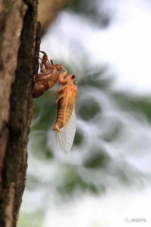 (金蝉:脱壳 逻辑联系)金蝉脱壳逻辑关系最贴切:神奇的蝉虫如何与逻辑扣上联系?