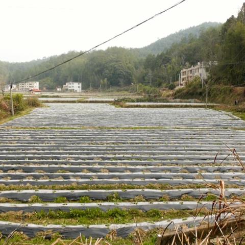 这城有良田,丰收在望,农业兴旺,小康生活渐近,家园春暖花开。