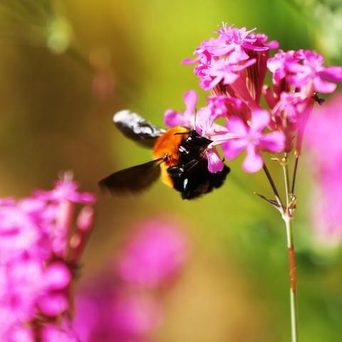(卧龙凤雏 什么意思)卧龙凤雏是什么意思?一个神秘充满传奇色彩的古代典故。 (卧龙凤雏 什么意思)卧龙凤雏是什么意思?一个神秘充满传奇色彩的古代典故。