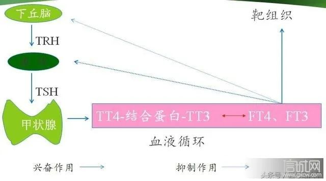 (甲状腺t3作用)T3在医学中所代表的含义及其在甲状腺功能评估中的重要性