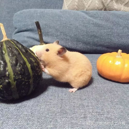 (小仓鼠 美女)小狮子仓鼠美少女:可爱的宠物组合,又顽皮又迷人。